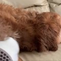 大型犬がシャンプー…