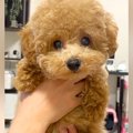 『両親も小さいので…
