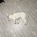 ハスキー犬を洗い、…