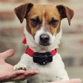 犬の無駄吠えを防止…