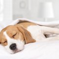 ゆっくり眠れてる？…