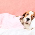 犬の肝炎について　…