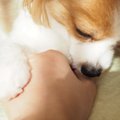 犬が飼い主に気を遣…
