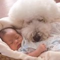 男の子が『赤ちゃん…