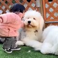 超大型犬たちが喧嘩…