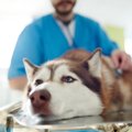 大型犬がかかりやす…