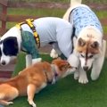 プールに来た犬たち→…