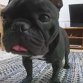愛犬にドライアイス…