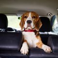 犬が『車酔い』して…