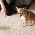 犬に絶対NGな『叱り…