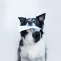 犬がマスクを誤飲す…