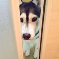 『お風呂中、犬に呼…