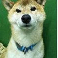 里親希望者が現れる…