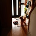 犬が辛いと感じる『…
