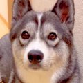 大型犬に『パパが１…