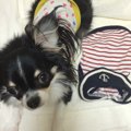 犬服が激安で買える…