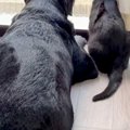保護猫が『大型犬を…