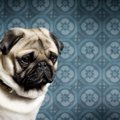犬が悲しい気持ちに…