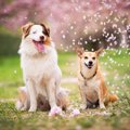 犬が春にかかりやす…