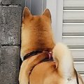 散歩中に野良猫を探…