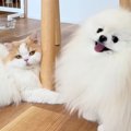 仕事のため1週間の外…