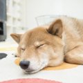 犬がリラックスして…