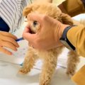 動物病院で『子犬が…
