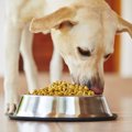 犬が吐く白い泡の原…