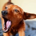 犬が機嫌を悪くして…