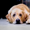 犬が『自信喪失』し…