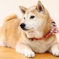 犬がトイレをすると…