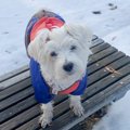 5歳で迎えた愛犬の気…
