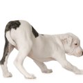犬のしっぽが下がる…
