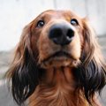 犬の鼻には特殊な能…