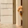『シャワーあびてく…