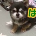 「ヨシ」で食べるタ…