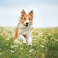 犬は『暑い季節』と…