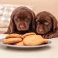 犬に甘い食べ物は与…