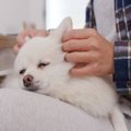 犬にとって『触れら…