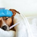 犬に風邪をひかせて…