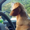 車で『乃木坂46』を…