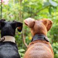 犬の飼い主同士であ…