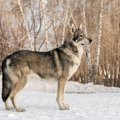 ウルフドッグってどんな犬？性格や特徴、価格や飼い方まで