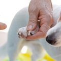 犬も巻き爪になる？…