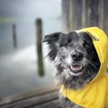 愛犬との同伴避難の…