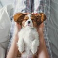 犬が心を許した時に…