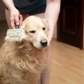 犬の『換毛期』にし…