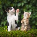 犬が猫よりも優れて…