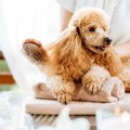 犬の『毛並みが悪く…