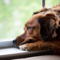 犬が『寂しかった』…